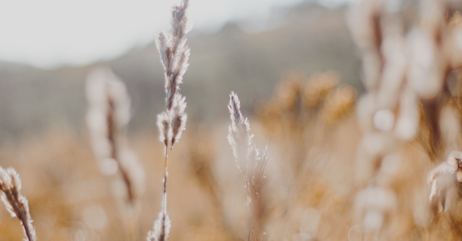 What Is Relationship Counselling? How Therapy Can Heal and Strengthen Your Connection